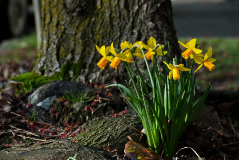 2 Quote A Flower Daily - Daffodil Bunch