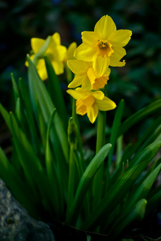 2 Quote A Flower Daily - Daffodils-2