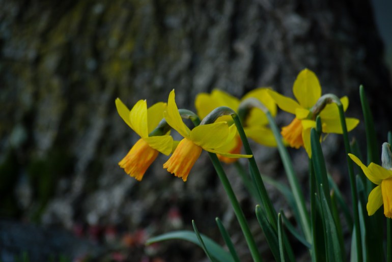 2 Quote A Flower Daily - Daffodils