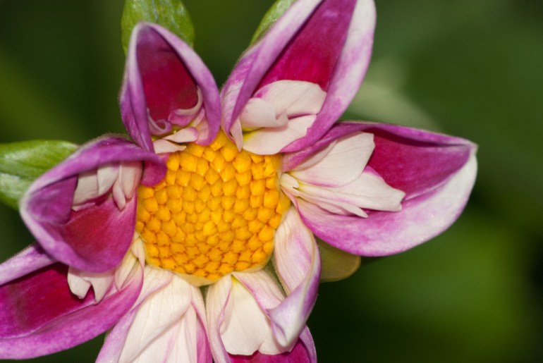 2 Quote A Flower Daily - Dahlia Bud