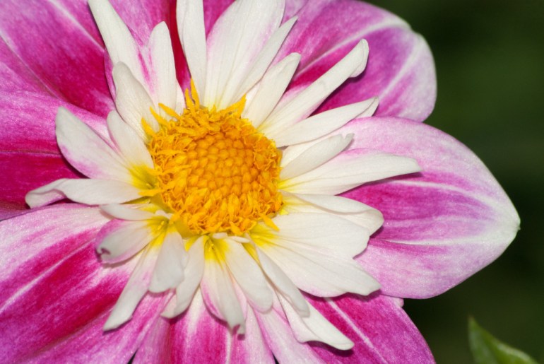 2 Quote A Flower Daily - Dahlia Macro