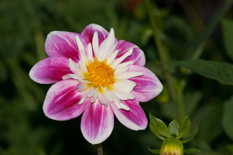 2 Quote A Flower - Dahlia, Pink and White