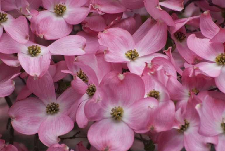 2 Quote A Flower Daily - Dogwood Patterns