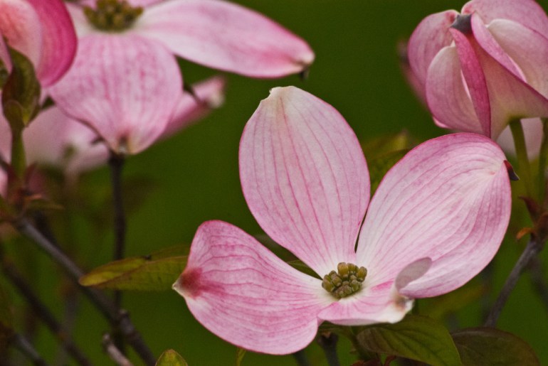 2 Quote A Flower Daily - Dogwood