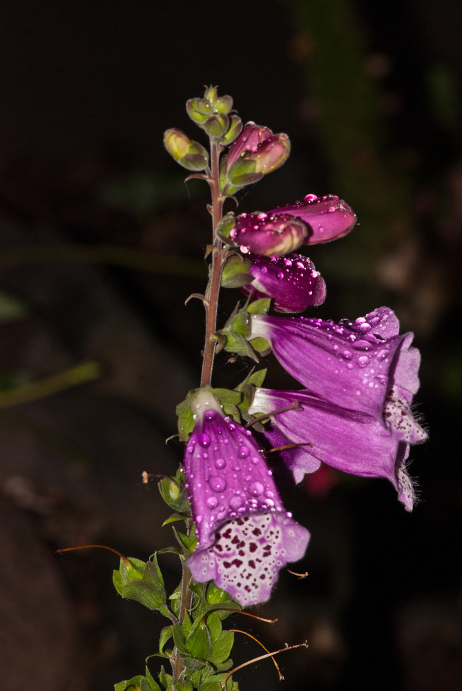 2 Quote A Flower Daily - Foxglove