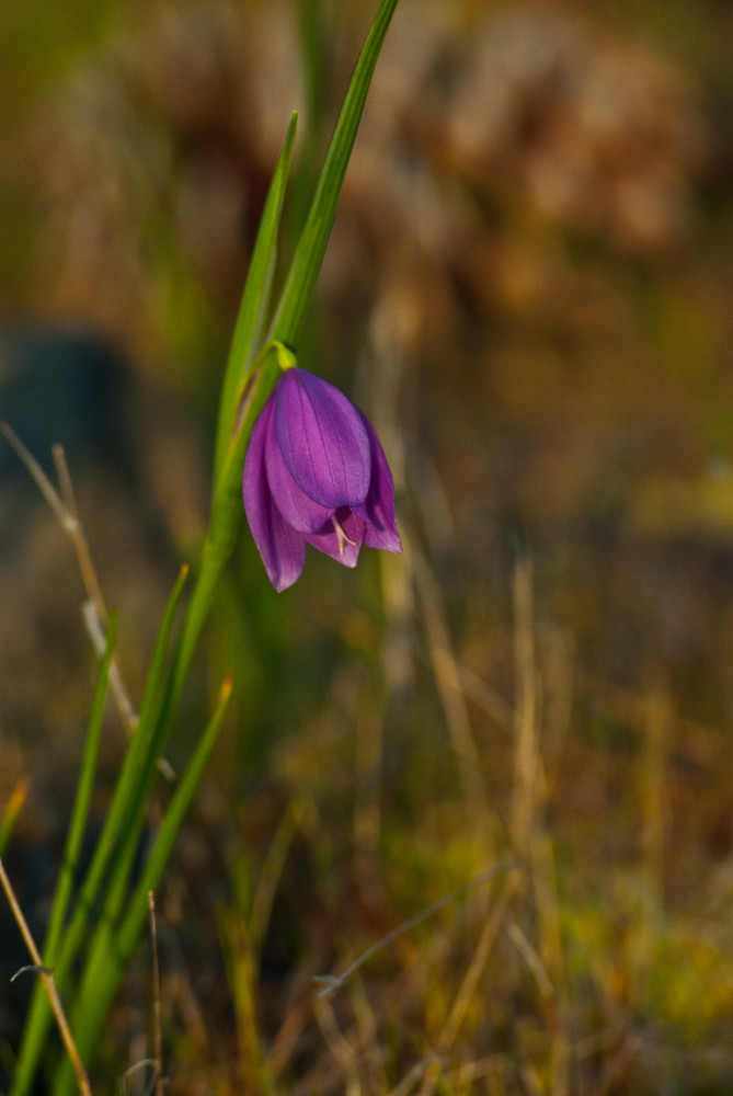 2 Quote A Flower Daily - Grass Widow-2