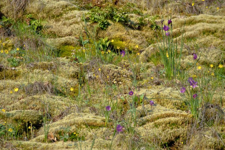 2 Quote A Flower Daily - Grass Widow Field-3