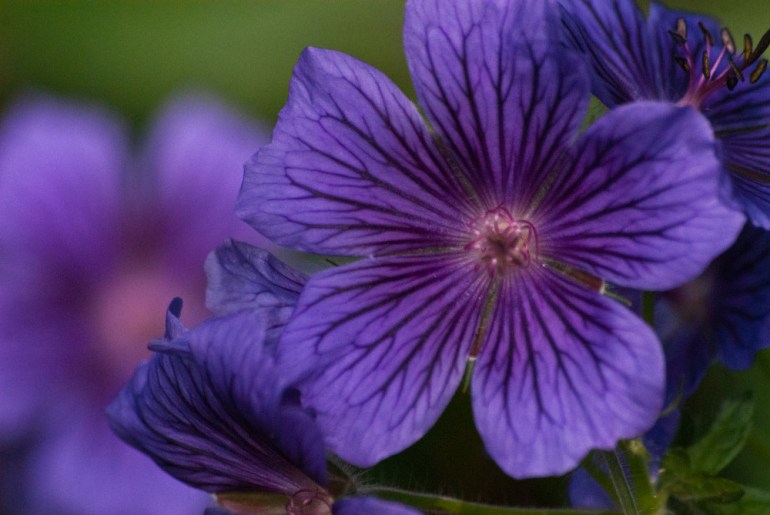 2 Quote A Flower Daily - Lewisia Purple
