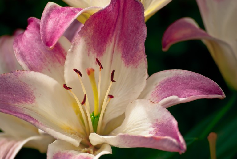 2 Quote A Flower Daily - Lily, Pink and White