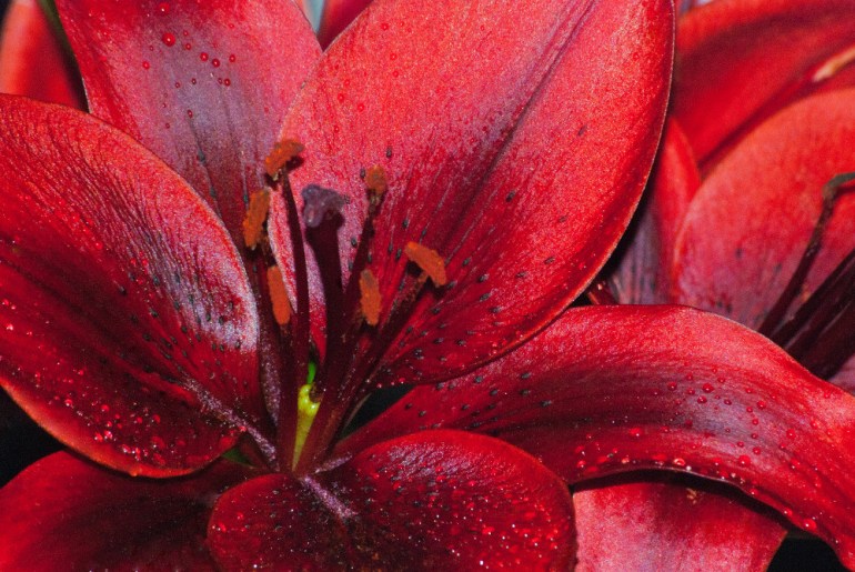 2 Quote A Flower Daily - Maroon Lily