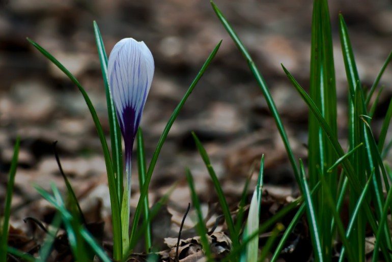 2 Quote A Flower Daily - One Crocus