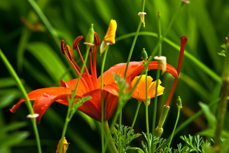 2 Quote A Flower Daily - Orange and Green