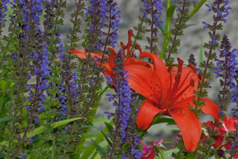 2 Quote A Flower Daily - Orange and Purple