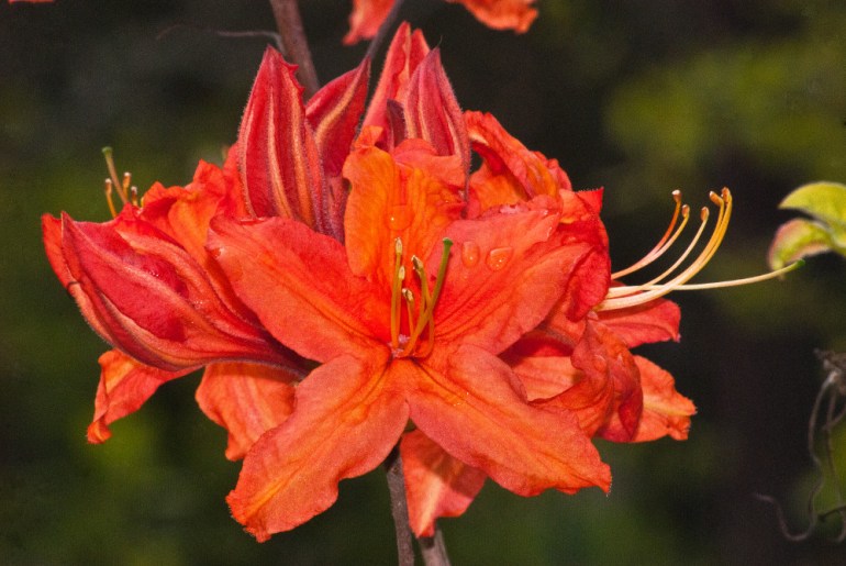 2 Quote A Flower Daily - Orange Azalea-2