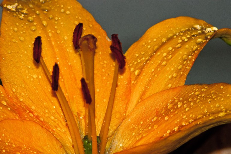 2 Qutoe A Flower Daily - Orange Lily
