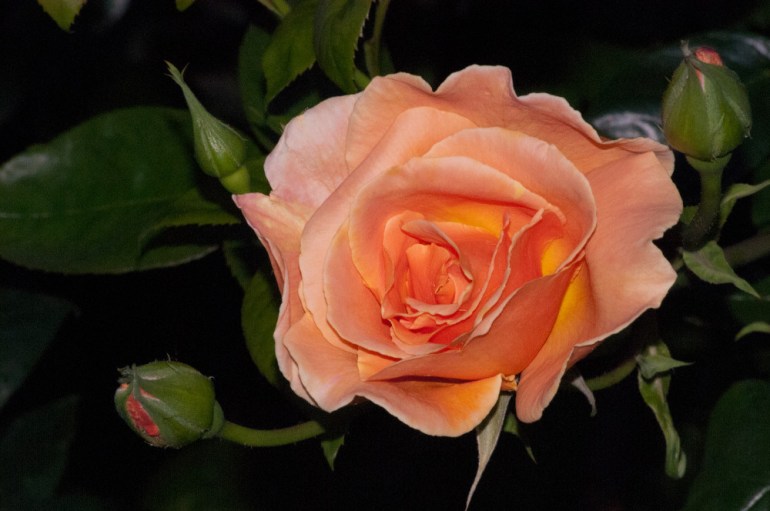 2 Quote A Flower Daily - Peach Rose