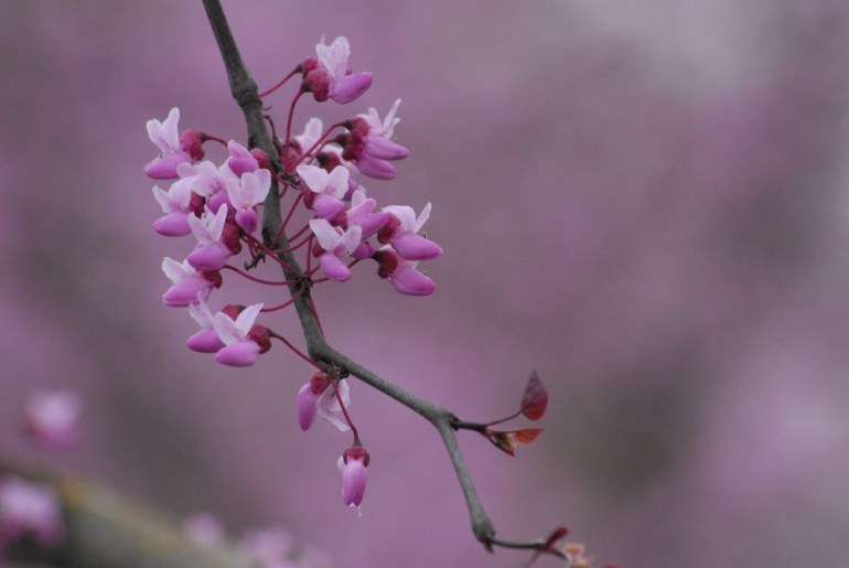 2 Quote A Flower Daily - Forest Pansy