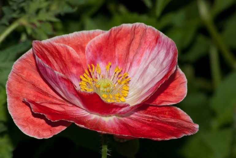 2 Quote A Flower Daily - Poppy-2