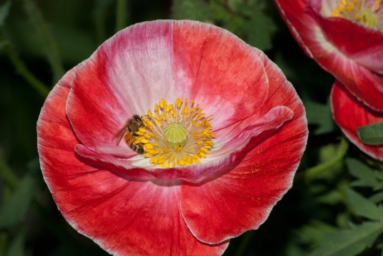 2 Quote A Bee - Poppy and Bee 01