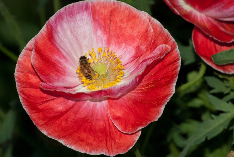 2 Quote A Bee - Poppy and Bee 02