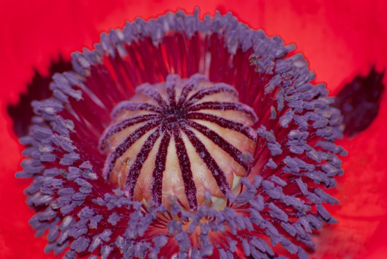 2 Quote A Flower Daily - Poppy Purple