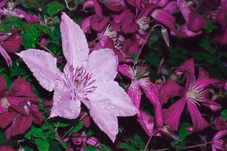 2 Quote A Flower Daily - Purple Clematis
