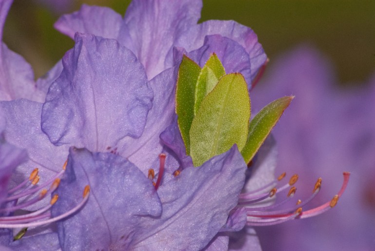 2 Quote A Flower Daily - Purple Rhododendron