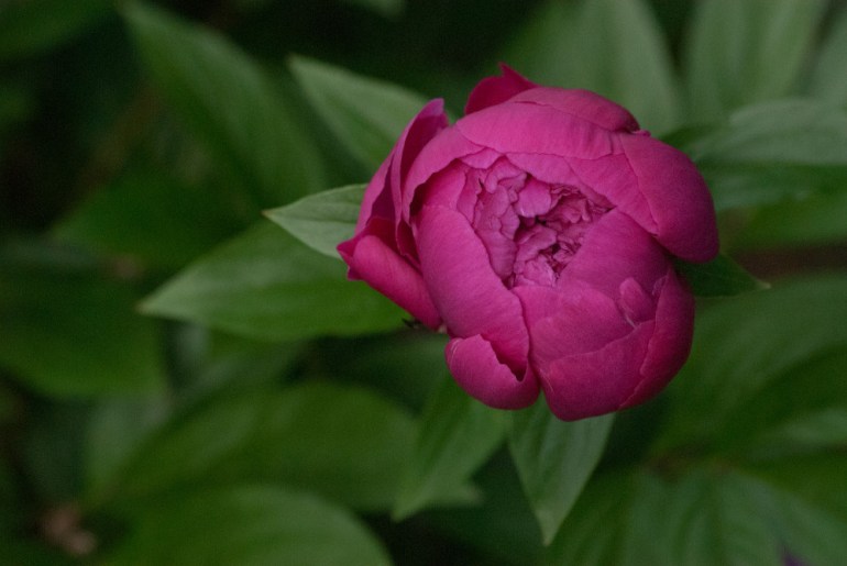 2 Quote A Flower Daily - Red Peony