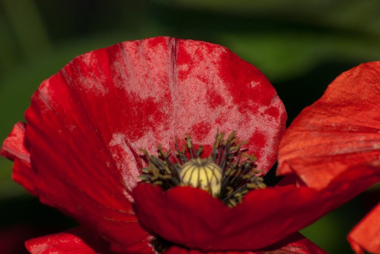 2 Quote A Flower Daily - Red Poppy