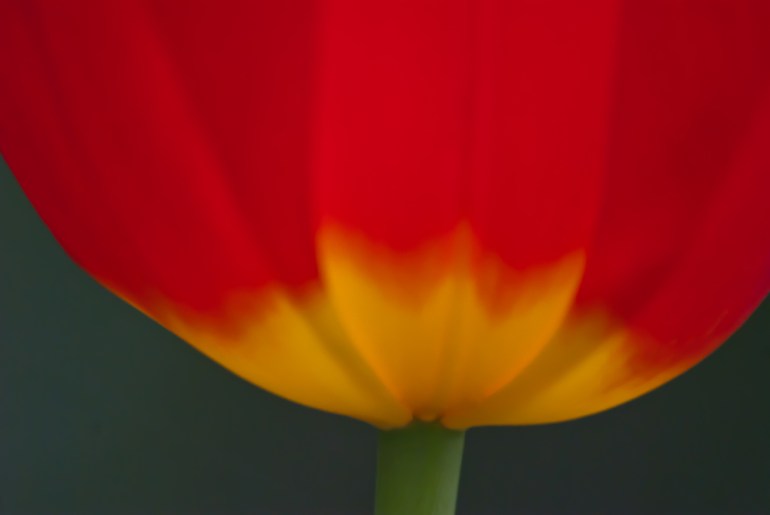 2 Quote A Flower Daily - Red Tulip 02