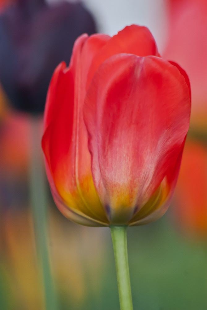 2 Quote A Flower Daily - Red Tulip