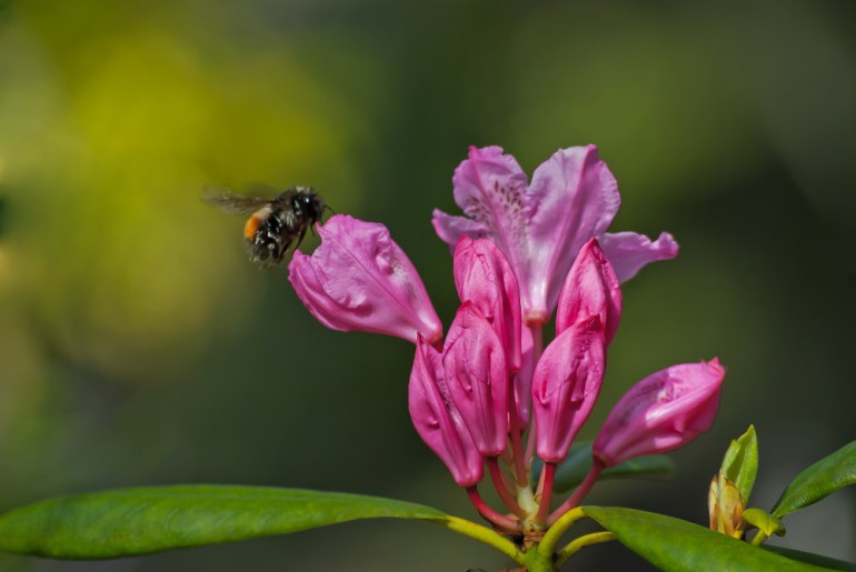 2 Quote A Flower Daily - Rhododendron and Bee