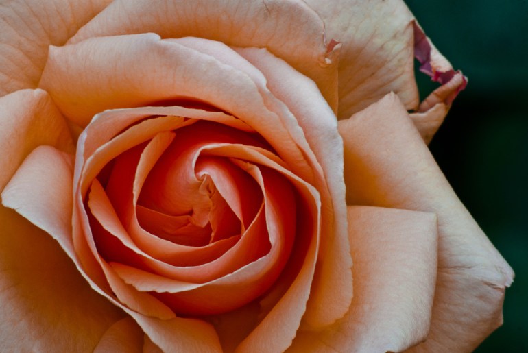 2 Quote A Flower Daily - Rose Center