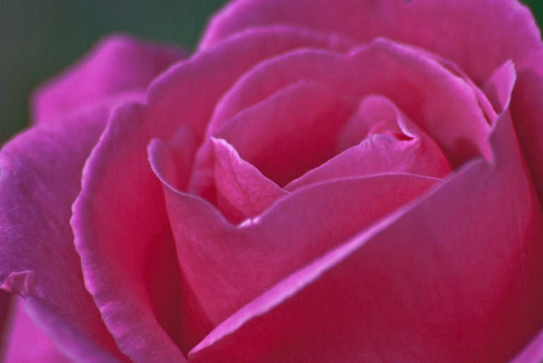 2 Quote A Flower Daily - Rose Macro