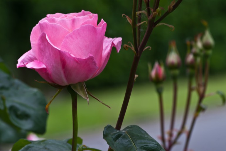 2 Quote A Flower Daily - Rose Pink