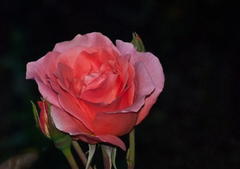 2 Quote A Flower Daily - Rose Salmon