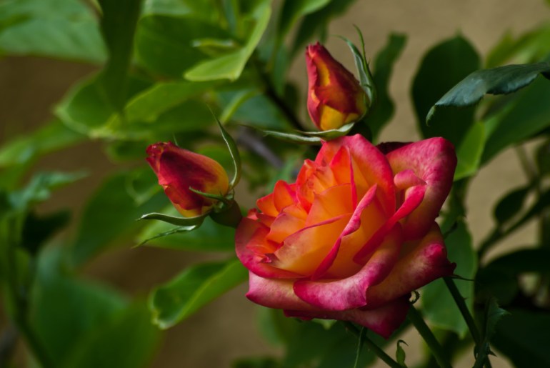 2 Quote A Flower Daily - Rose Yellow and Red