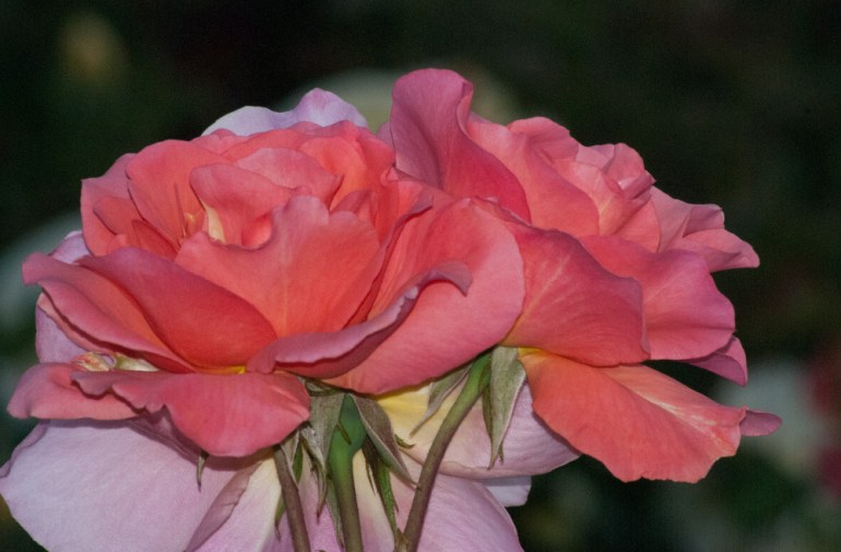 2 Quote A Flower Daily - Roses