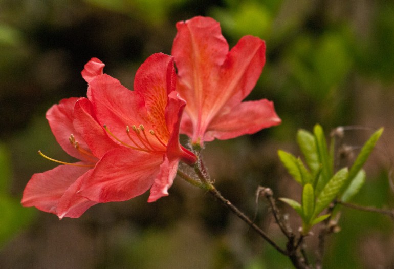 2 Quote A Flower Daily - Salmon Azalea