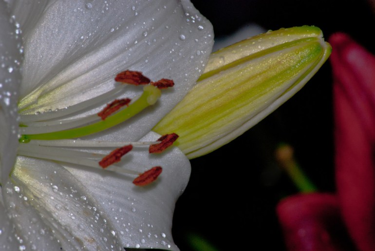 2 Quote A Flower Daily - Sex Lilies