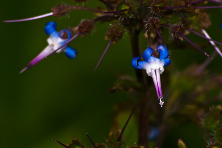 2 Quote A Flower Daily - Shooting Stars