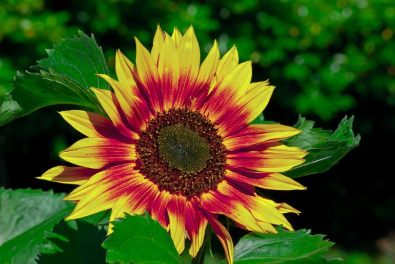 2 Quote A Flower Daily - Sunflower Blaze