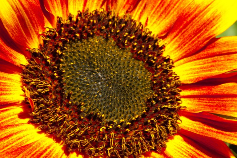 2 Quote A Flower Daily - Sunflower