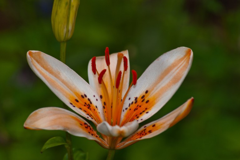 2 Quote A Flower Daily - Tiger Lily Orange