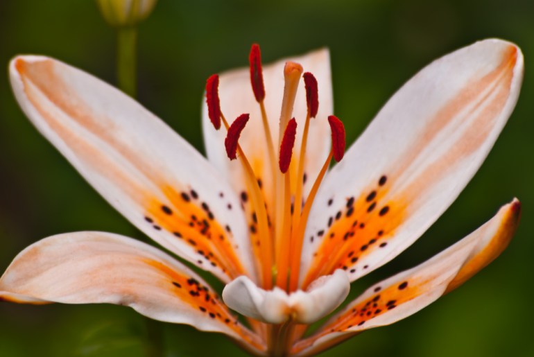 2 Quote A Flower Daily - Tiger Lily