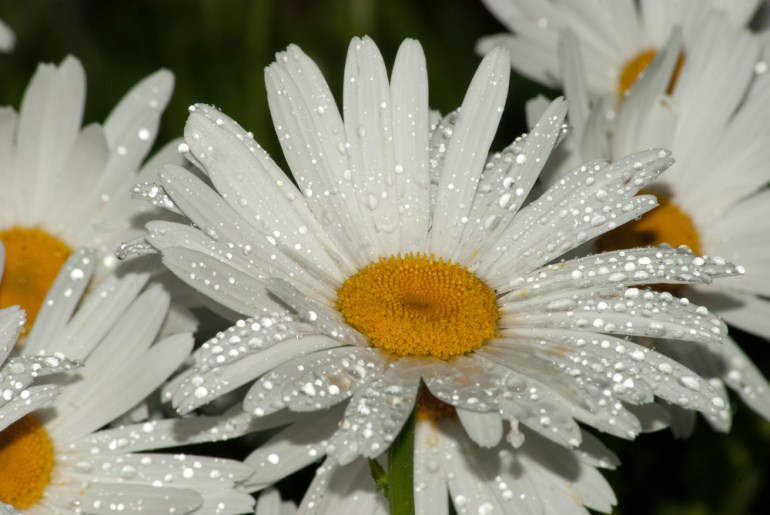 2 Quote A Flower Daily - Wet Daisy 01
