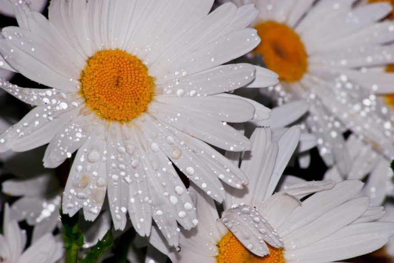 2 Quote A Flower Daily - Wet Daisy 02