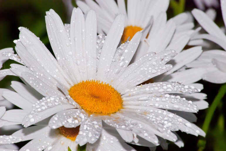 2 Quote A Flower Daily - Wet Daisy 03