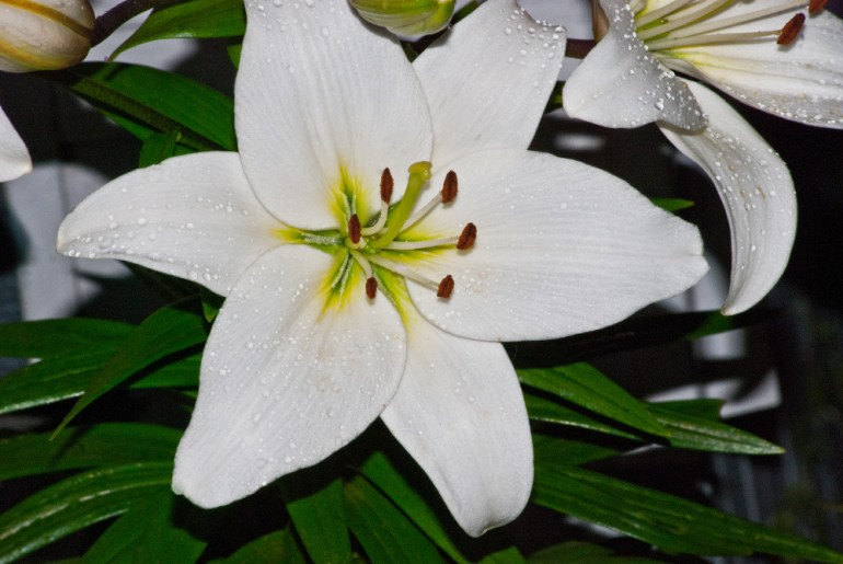 2 Quote A Flower Daily - White Lily