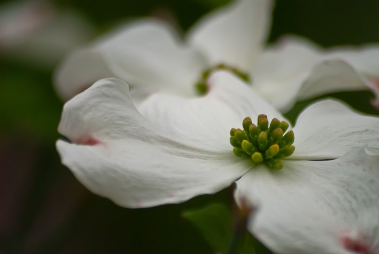 2 Quote A Flower Daily - White